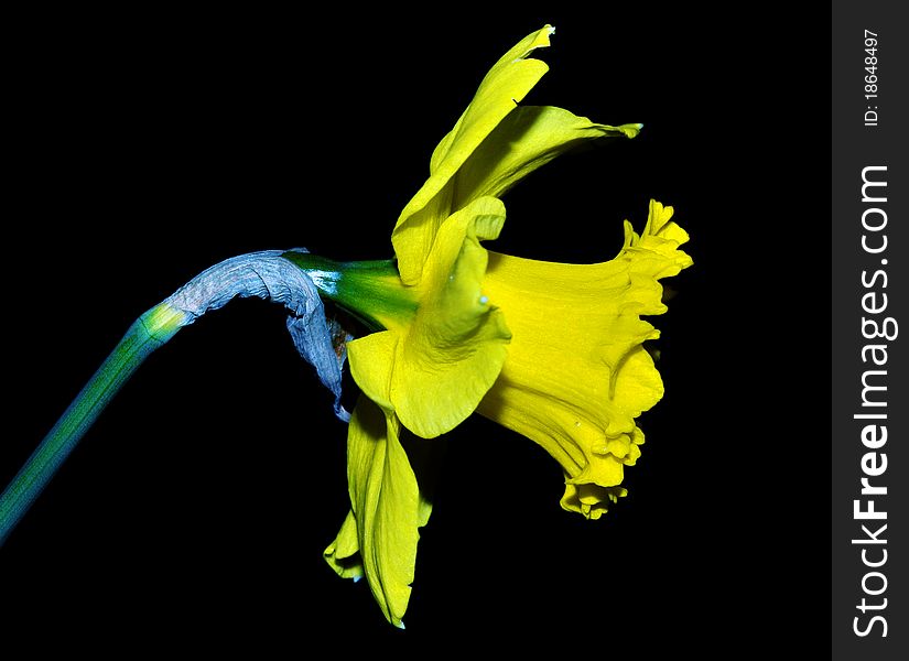 A Daffodil