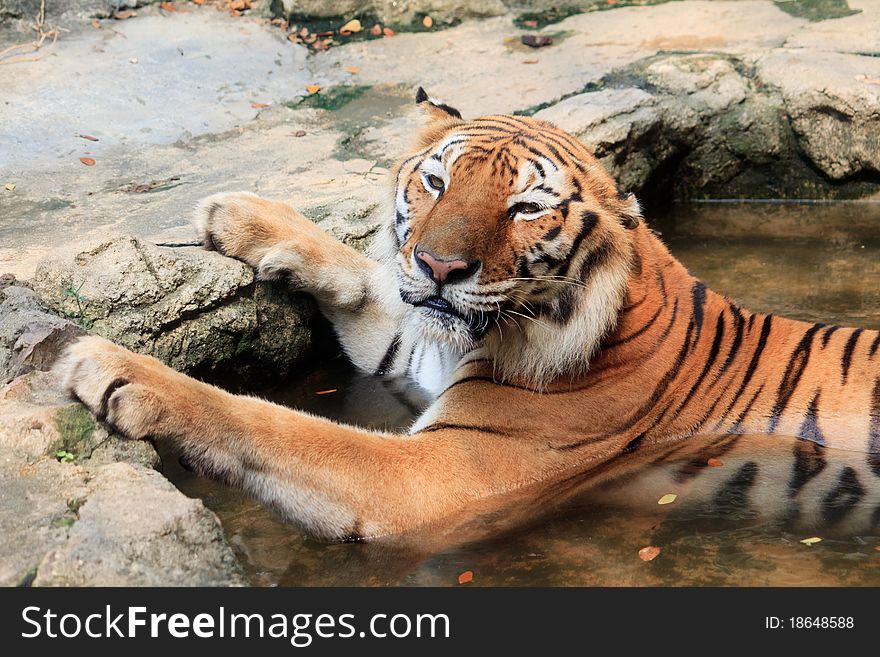 Bengal tiger take a bath in zoo look cute. Bengal tiger take a bath in zoo look cute