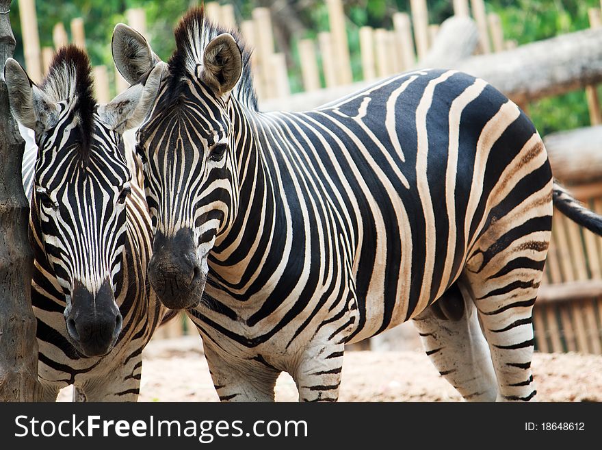 Two zebra starring at the camera in a zoo