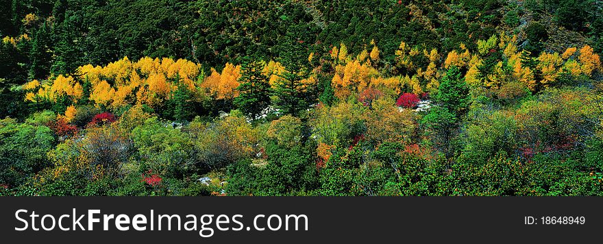 Forest in Autumn,view in Tibet