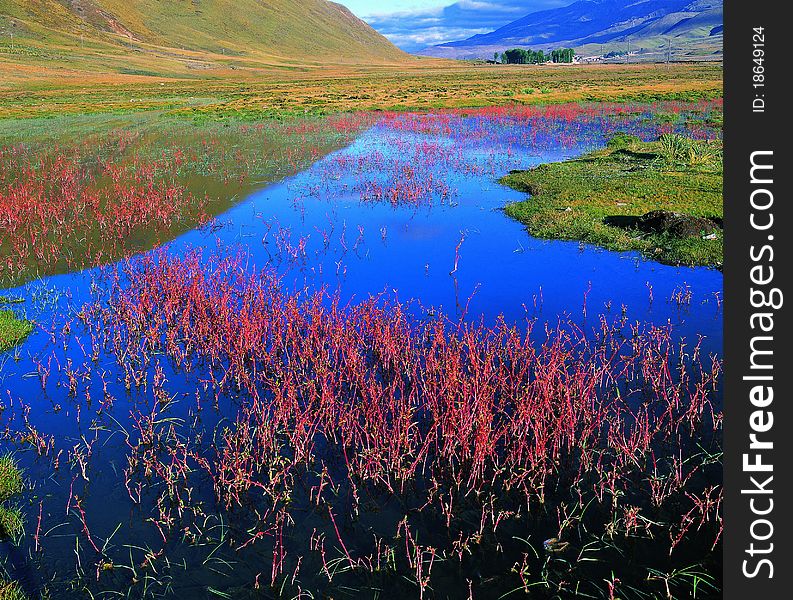 Red grass in lake,view in DaoCheng,SiChuan,China