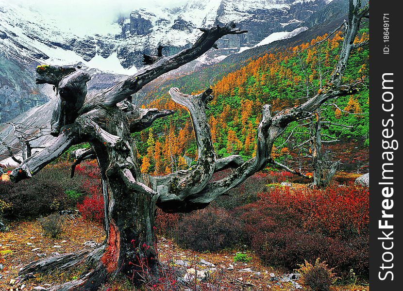 Old tree on the mountain, view in tibet