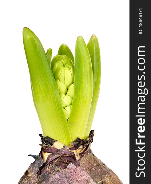Young hyacinth on a white background. Young hyacinth on a white background