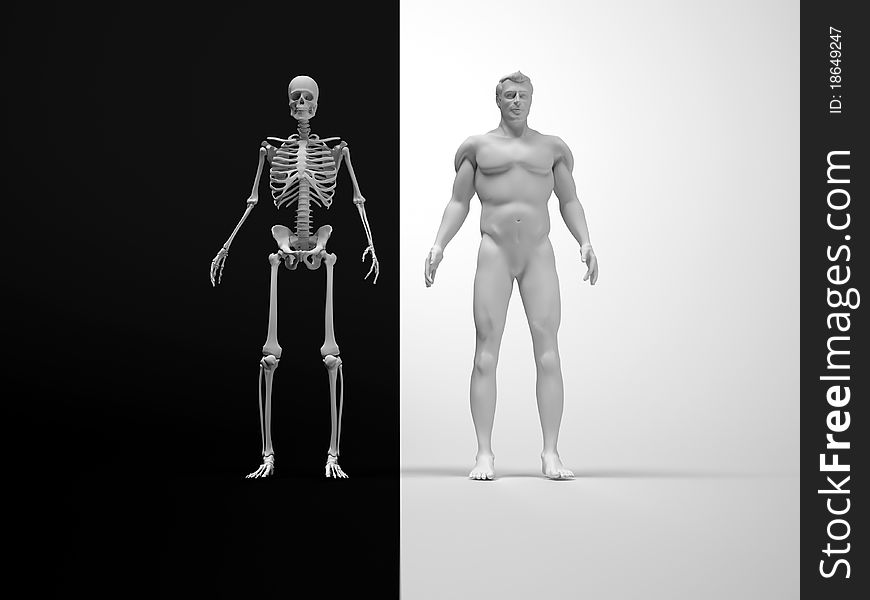 Body And Skeleton