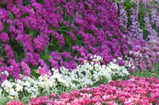 Colorful Flowers In The Garden Royalty Free Stock Image Colorful Flowers In The Garden Royalty Free Stock Image