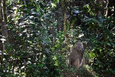 Baboon Monkey In A Rain Forest Royalty Free Stock Images