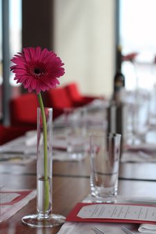Crimson Gerbera Stock Images Crimson Gerbera Stock Images