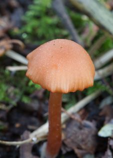 Free Fungus Royalty Free Stock Photography - 18659867