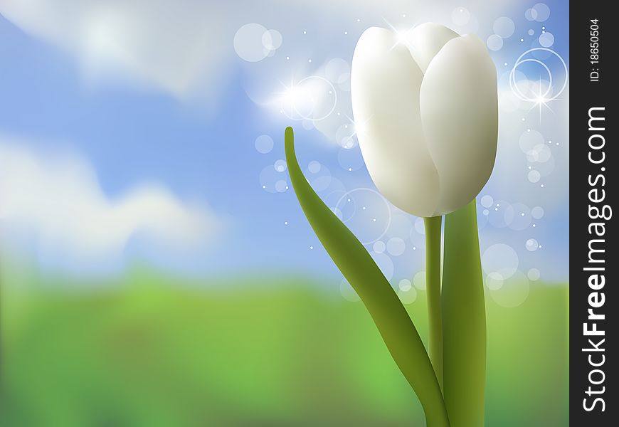 Vector spring picture with white tulip