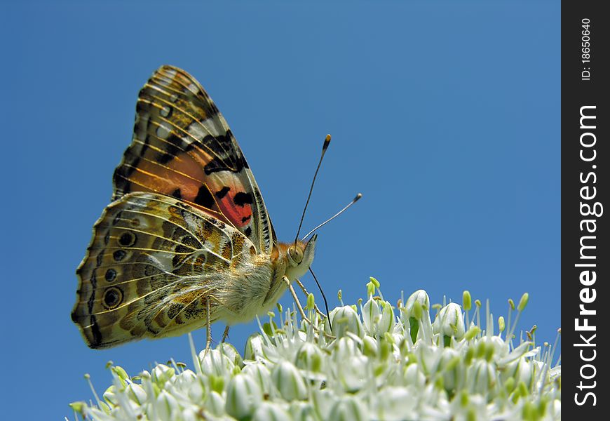 Butterfly on the  flowering onion