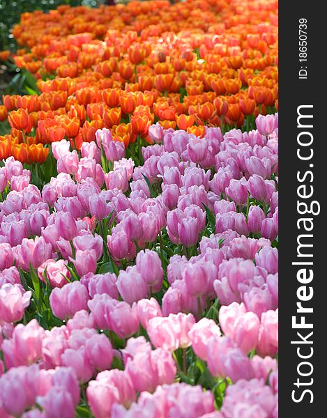 Beautiful pink tulips in the garden at flowers in winter festival Chiang Rai province Thailand