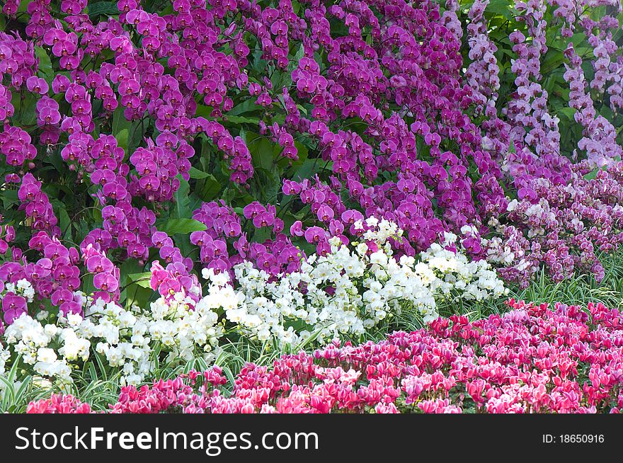 Colorful flowers in the garden at flowers in winter festival Chiang Rai province Thailand