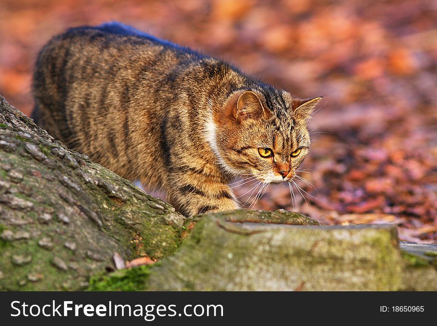 Domestic cat catching a mouse in a beautiful light. Domestic cat catching a mouse in a beautiful light