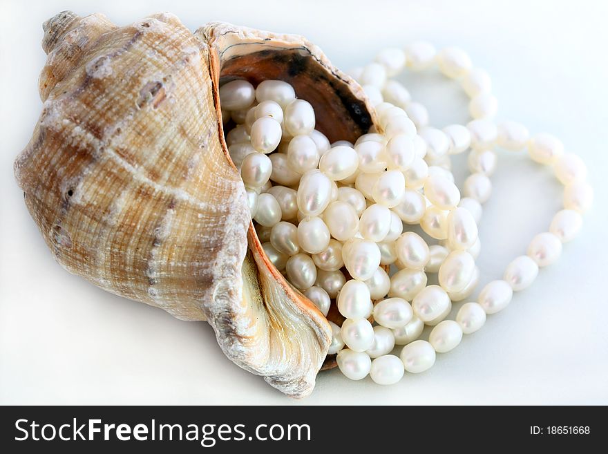 Close-up concha seashell with pearl necklace