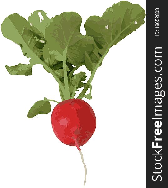 Radish With Leaf And Root -  Image