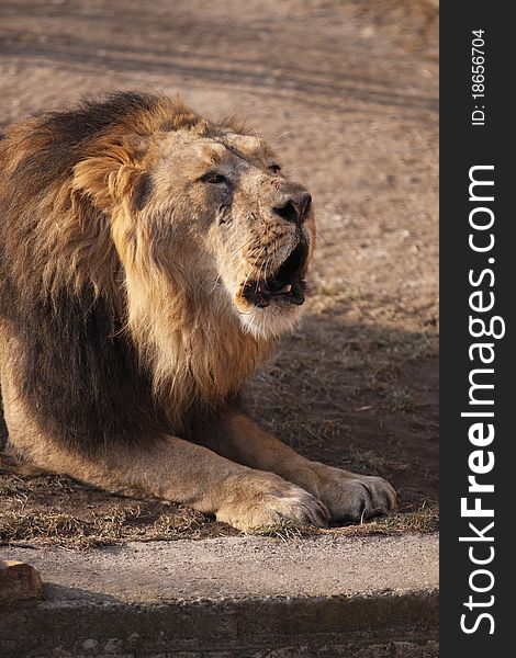 The detail of adult male indian lion.