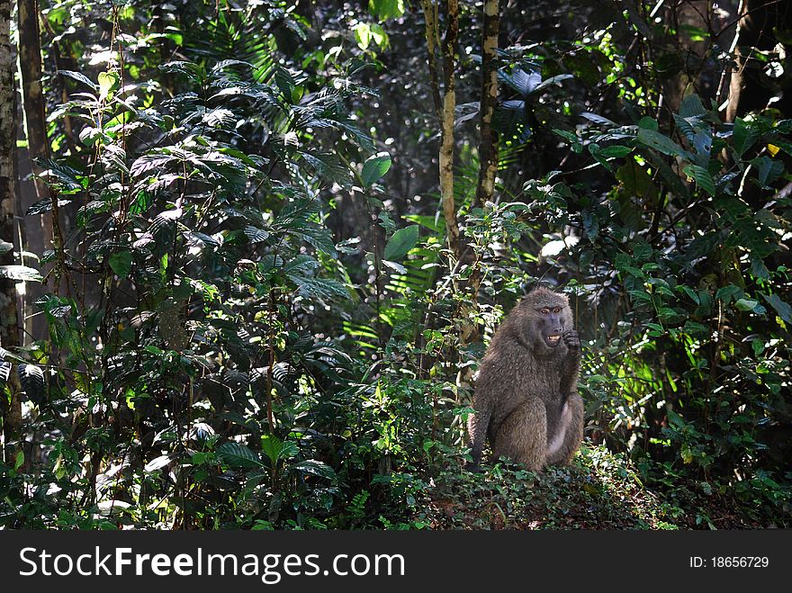 Sitting baboon monkey sitting in a rain forest. Sitting baboon monkey sitting in a rain forest