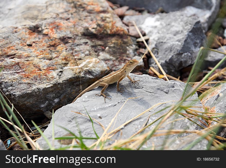 Brown chameleon on the stone