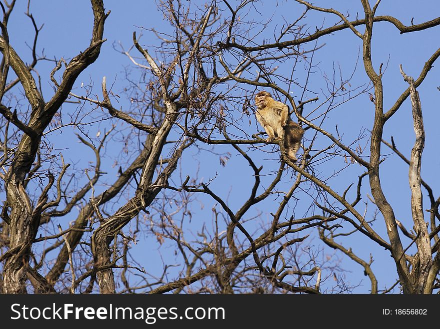 The barbary macaque climbing on the tree.