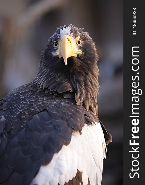 The detail of The Steller's Sea Eagle, Haliaeetus pelagicus.