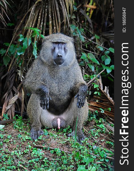 A mail baboon monkey staring at the camera