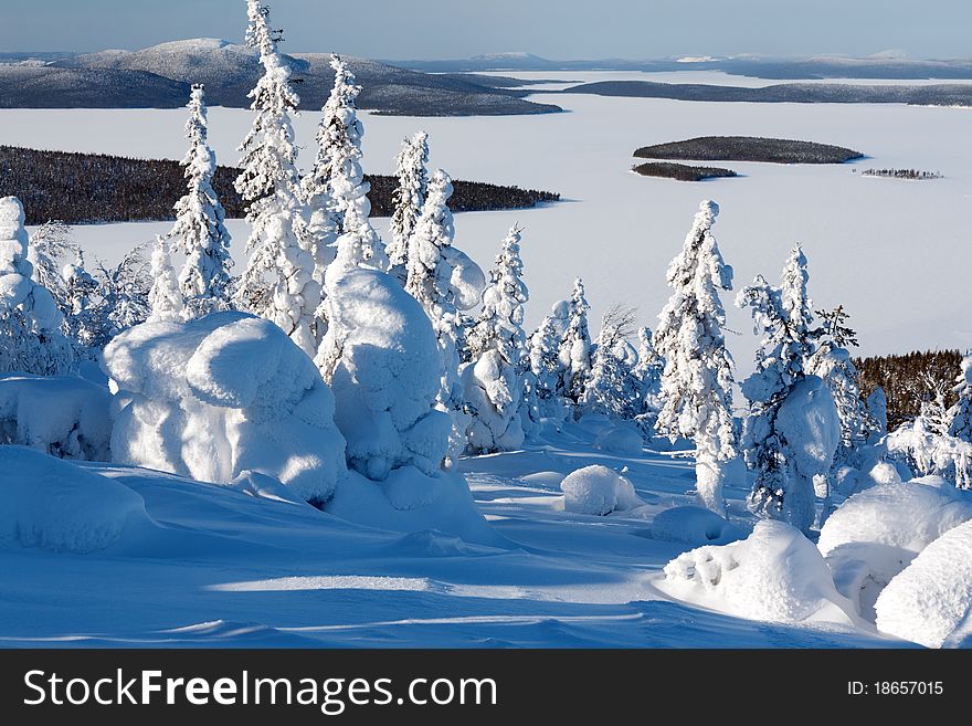 Trees in the snow mountains in the background