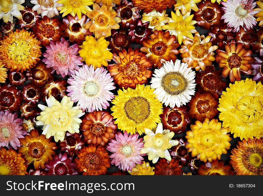 Background made of different dried flowers. Background made of different dried flowers