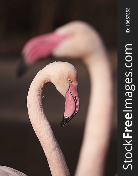 The detail of couple of greater flamingos (Phoenicopterus roseus).