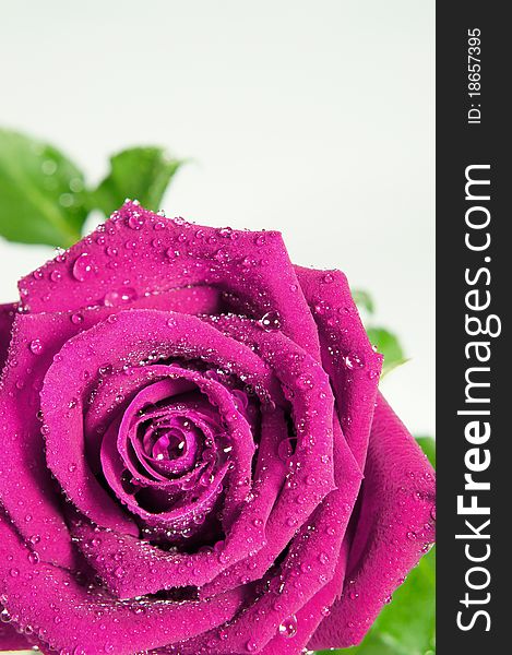 Pink rose and drops close-up
