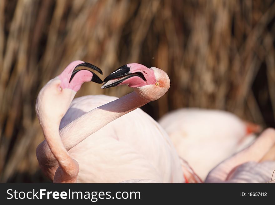 The detail of playful greater flamingos. The detail of playful greater flamingos.