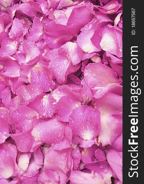 A. Pink rose petal background
