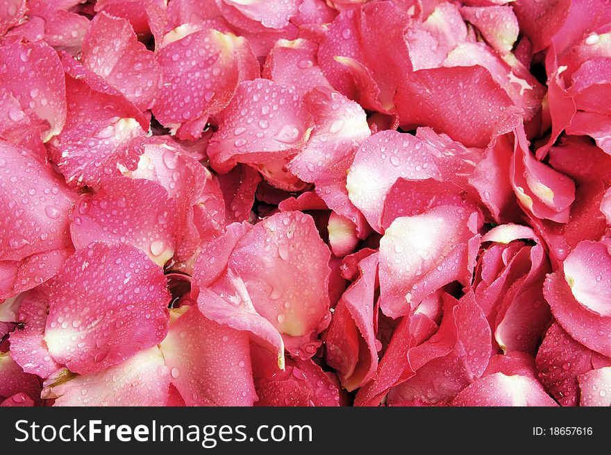 Pink and red rose petal background