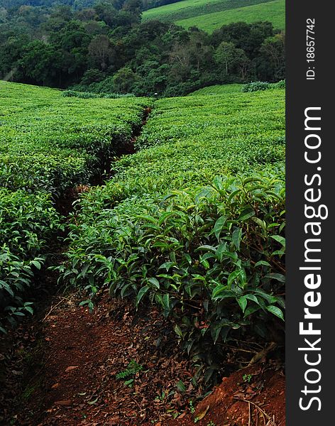 A picture of a tea plantation in Uganda