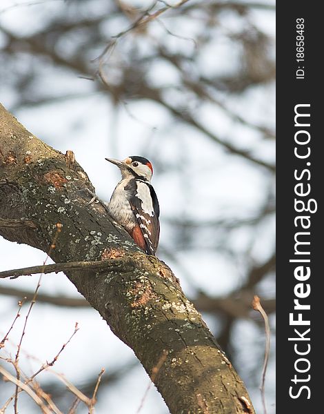 Syrian Woodpecker on the branch / Dendrocopos syri