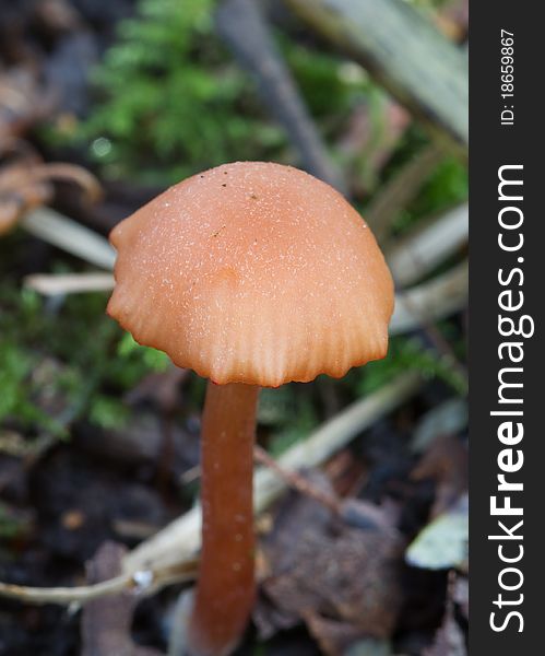 Close-up Fungus growing on the forest floor