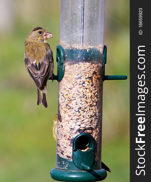 Greenfinch (Carduelis chloris) perched on the feeder
