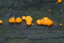 Coral-spot Fungus Royalty Free Stock Photography