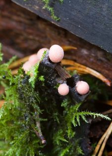 Free Fungus Royalty Free Stock Images - 18661029