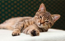 Tabby Cat Laying On Side Royalty Free Stock Photos Tabby Cat Laying On Side Royalty Free Stock Photos