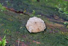 Free Fungus Royalty Free Stock Image - 18661186