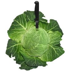Savoy Cabbage With A Knife Royalty Free Stock Image