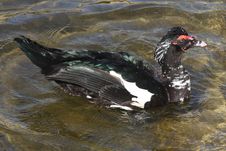 Muscovy Duck Royalty Free Stock Photos