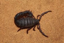Scorpion Top View Royalty Free Stock Photos Scorpion Top View Royalty Free Stock Photos