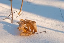 Frozen Leaf Stock Image Frozen Leaf Stock Image
