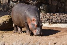 Hippopotamus Stock Images Hippopotamus Stock Images