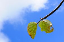 Blue Sky And Green Leaves Royalty Free Stock Photo Blue Sky And Green Leaves Royalty Free Stock Photo