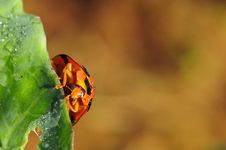 Bright Red Lady Bug On Green Cabbage Stock Photography Bright Red Lady Bug On Green Cabbage Stock Photography