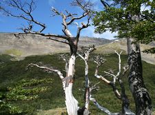 Trees In Tierro Del Fuego National Park Royalty Free Stock Images Trees In Tierro Del Fuego National Park Royalty Free Stock Images