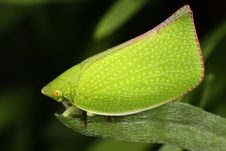 Green Leaf Hopper Stock Image Green Leaf Hopper Stock Image
