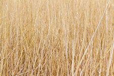 Dry Reed Royalty Free Stock Photos Dry Reed Royalty Free Stock Photos